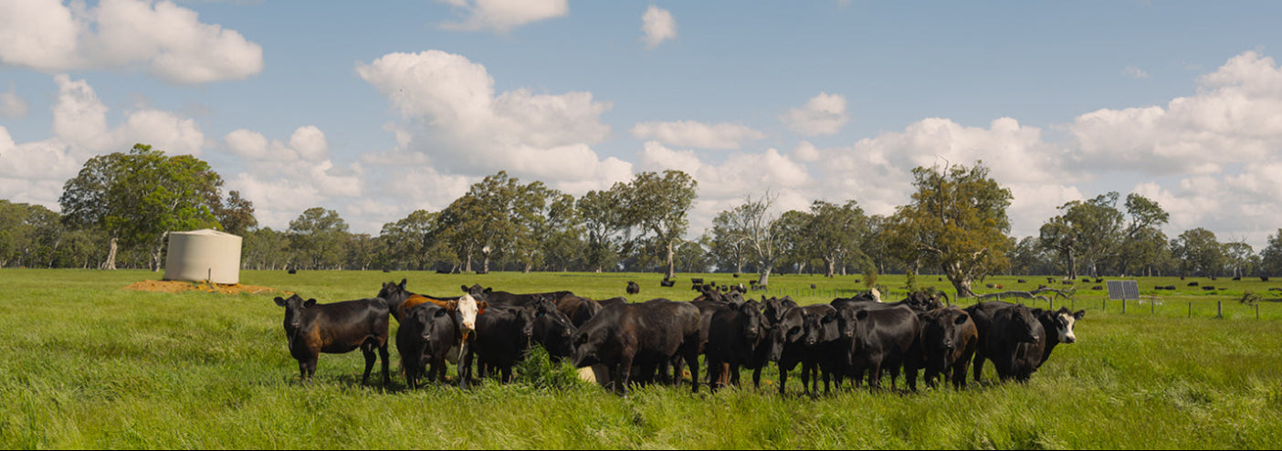 Cattle grazing in a green field with a blue sky and clouds